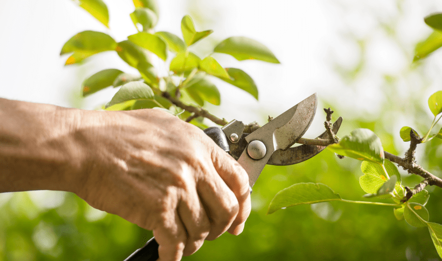 Bluegrass Home and Lawn Service